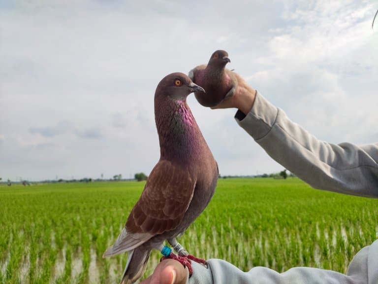 Racing Pigeons