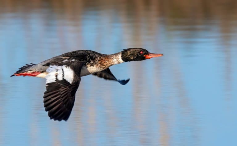 Red-breasted Merganser Facts