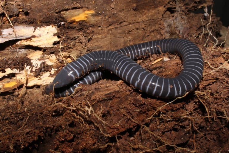 Ringed Caecilians ready to burrow