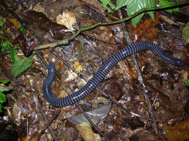 Ringed Caecilian Facts