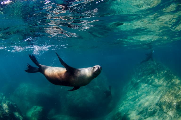 Sea lion swimming