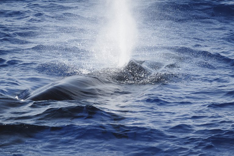 Sei Whale blowing water!