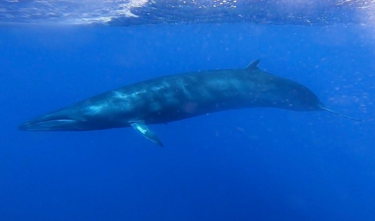 sei whale facts