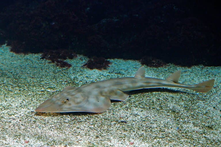 shovelnose guitarfish skeleton