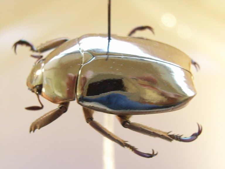 Silver Jewel scarab beetle