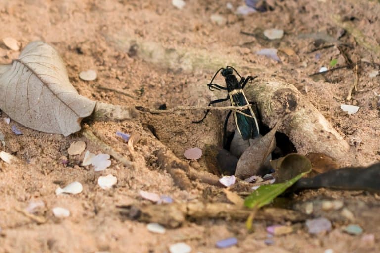 Tarantula Hawk emerging from its burrow