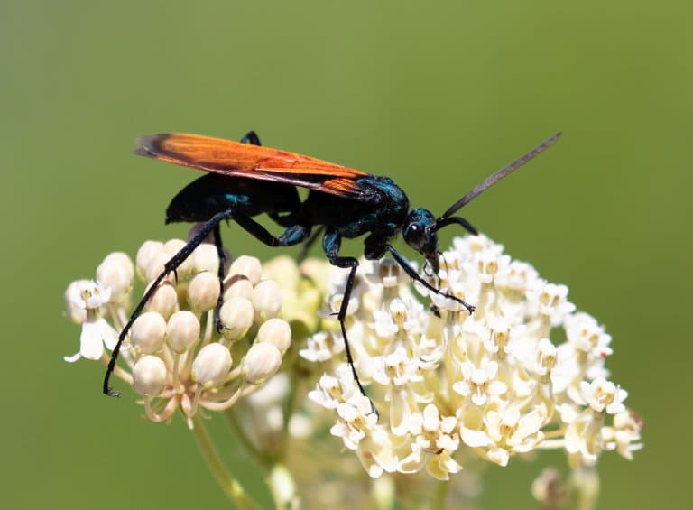 tarantula hawk stinger