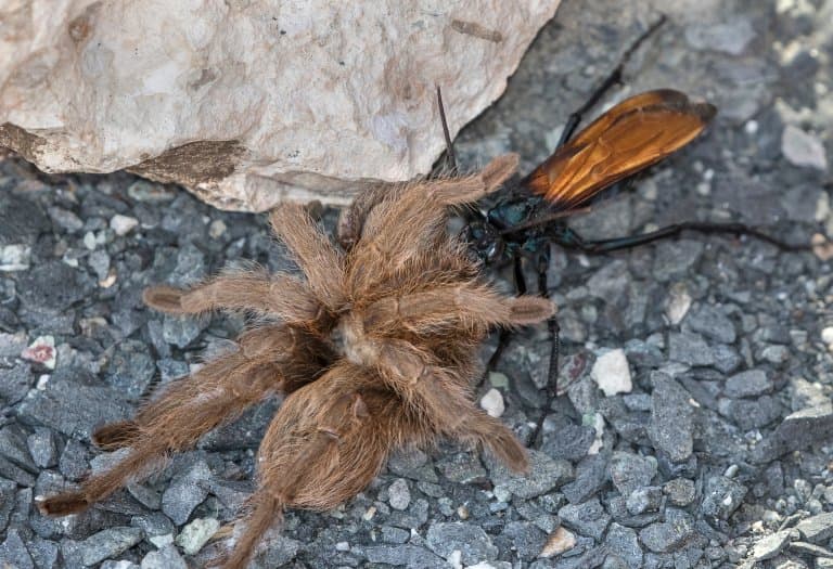 Tarantula Hawk hunting a tarantula