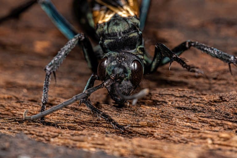 Tarantula Hawk Wasp