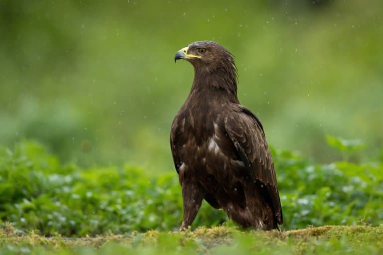 the greater spotted eagle clanga clanga