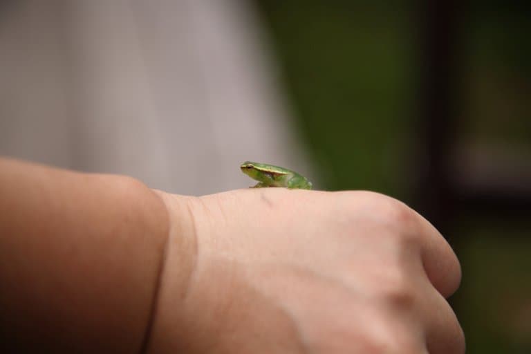 Tiny glass frog!