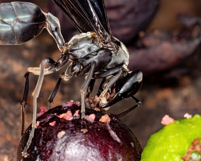 Warrior Wasp eating fruit
