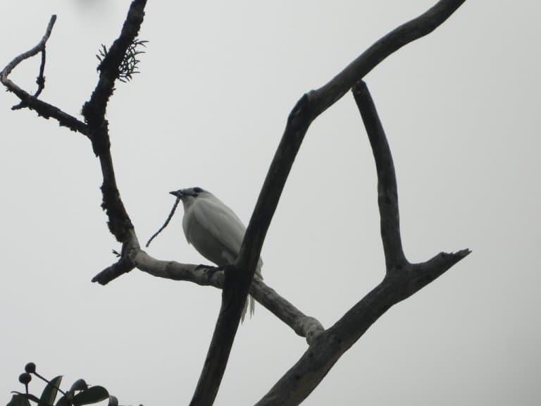 White Bellbird in a tree