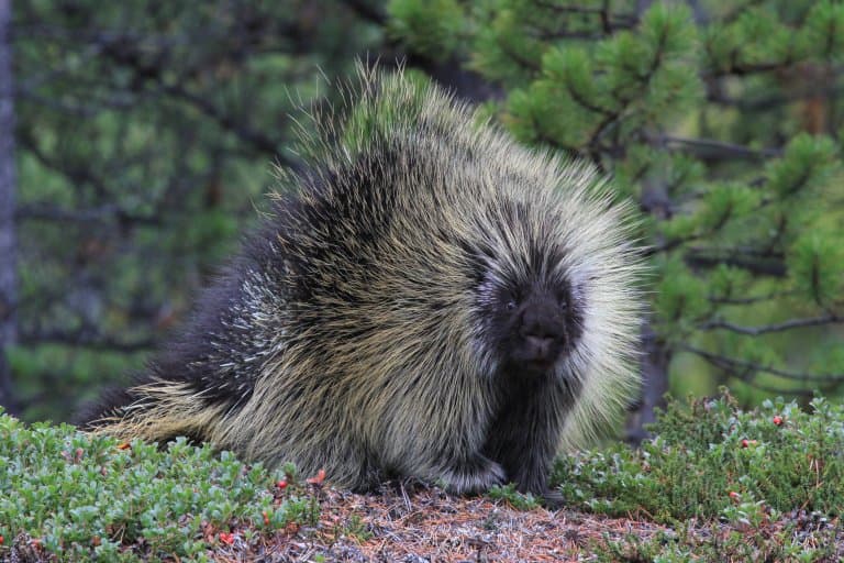 wild porcupine