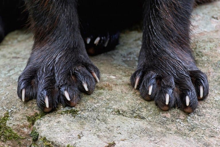 wolverine claws