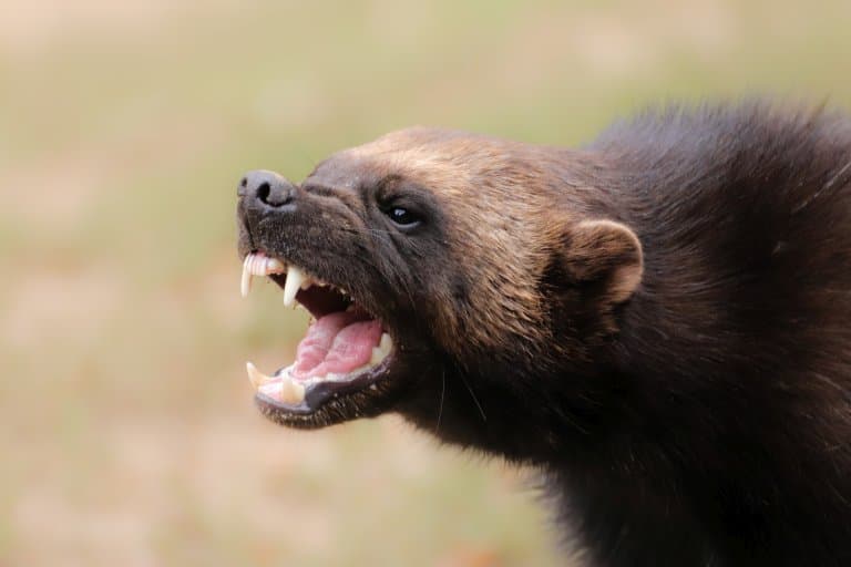 wolverine open mouth and teeth!