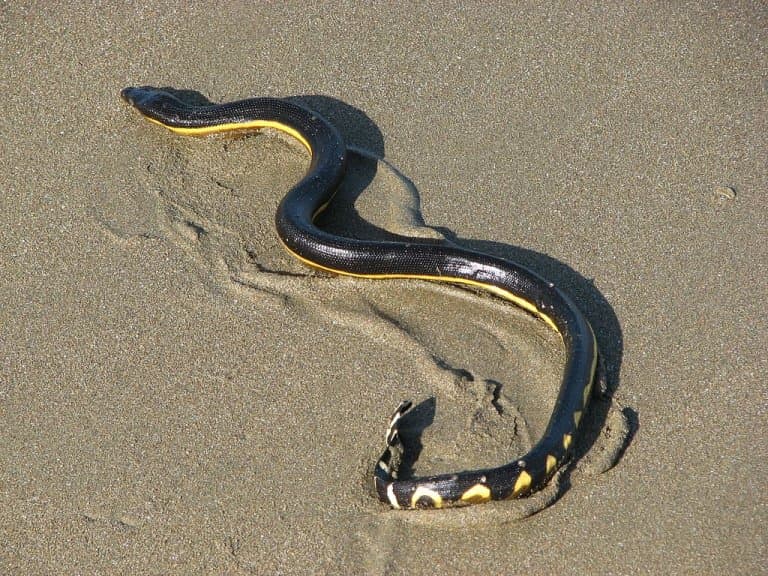 Yellow Bellied Sea Snake 