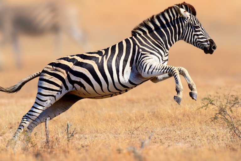 File:Cape Mountain Zebras (Equus zebra zebra) running away