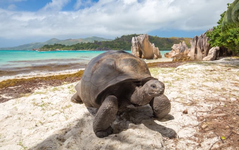 Aldabra Giant Tortoise