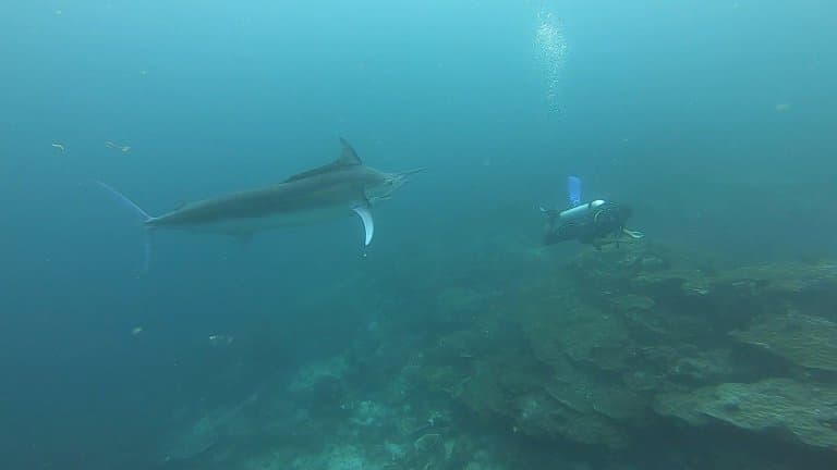 Black Marlin underwater with diver