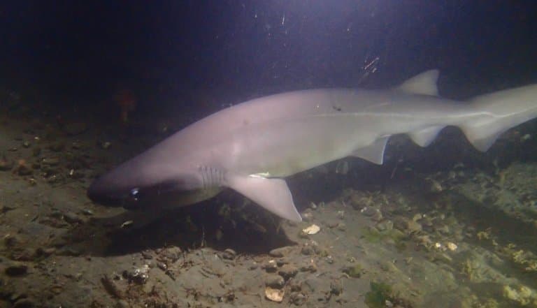 Bluntnose Sixgill Shark Facts