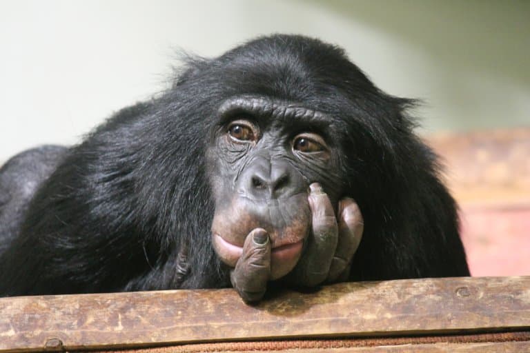 Discover the Highest IQ Ever Recorded - A-Z Animals