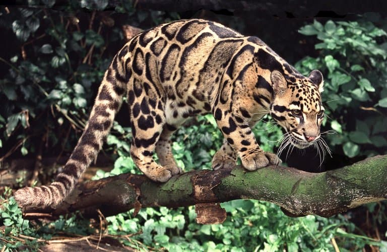 Clouded Leopard Claws