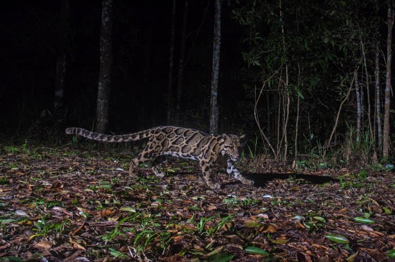 Clouded Leopard hunting