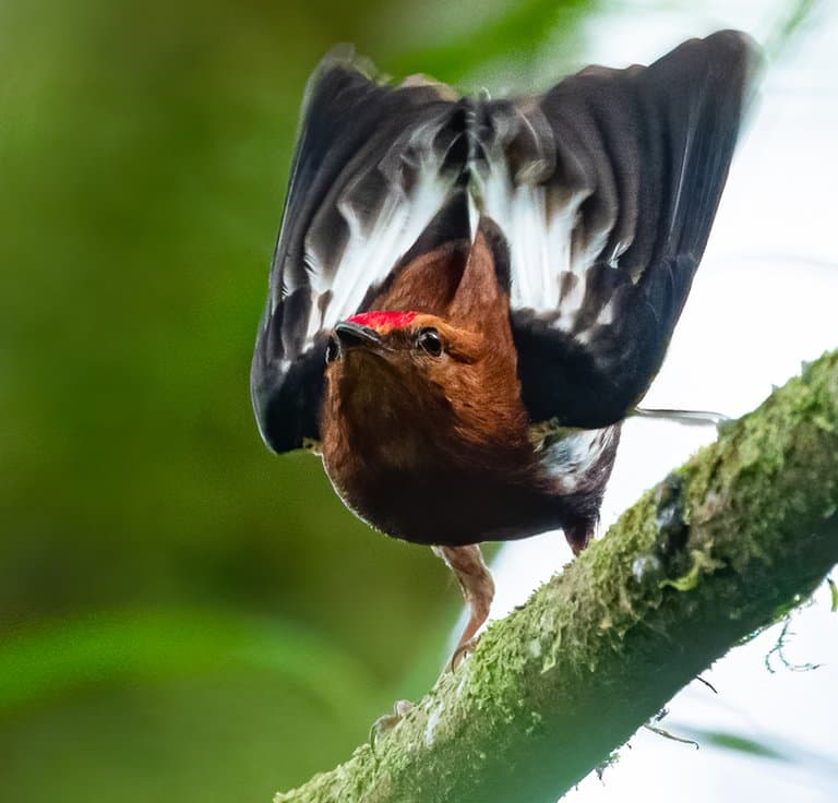Club-Winged Manakin Facts