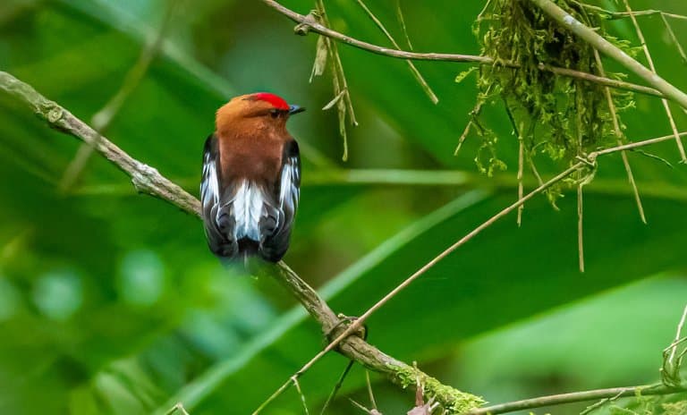 Club-winged Manakin perched in tree