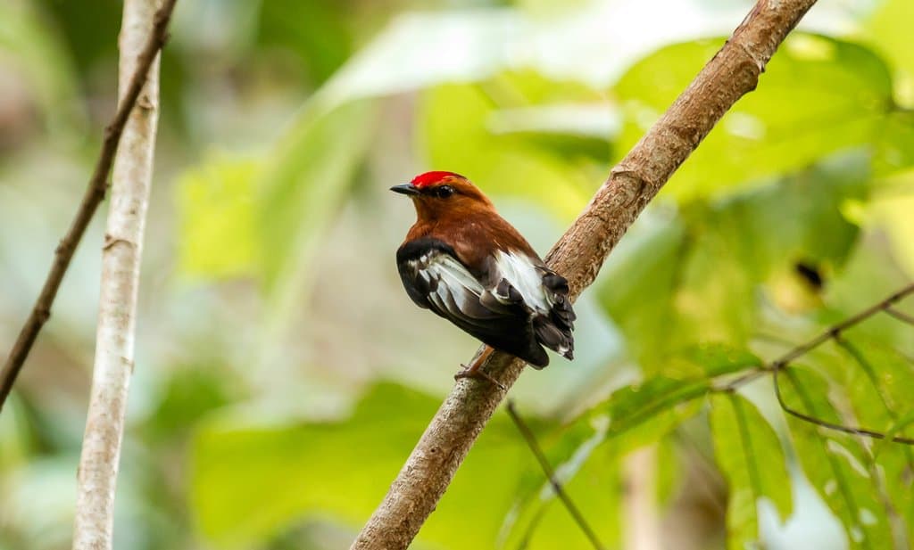 7 Cool Club-Winged Manakin Facts - Fact Animal