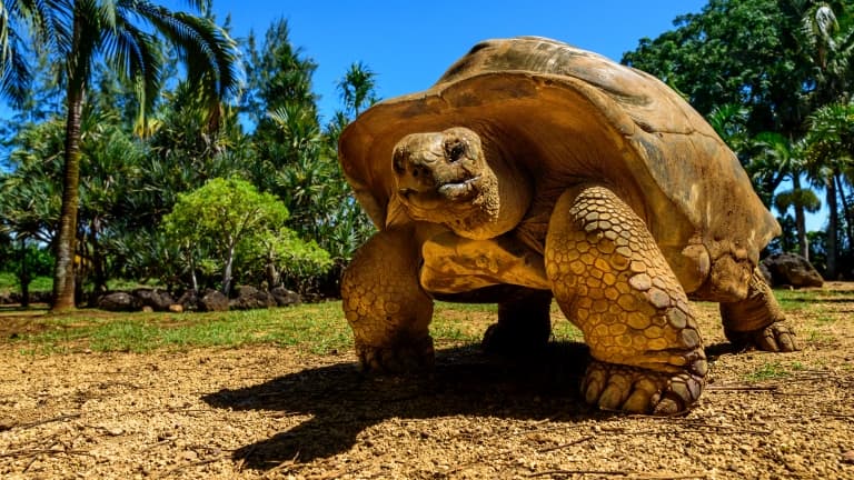 Galapagos Giant Tortoise Facts