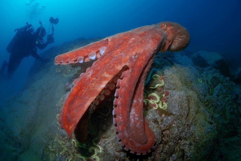 Giant Pacific Octopus Facts