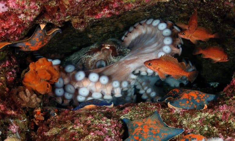 Giant Pacific Octopus in den
