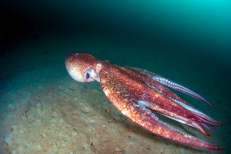 Giant Pacific Octopus