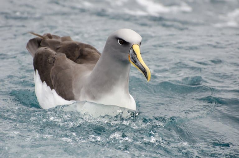 Grey-Headed Albatross at sea