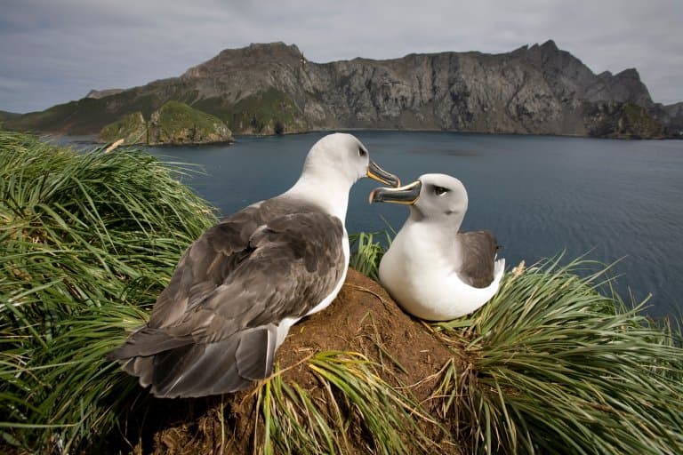Grey-Headed Albatross on bird island