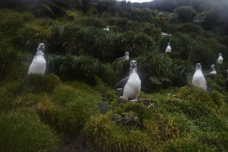 Grey-Headed Albatross feeding
