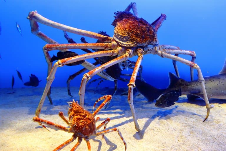 Japanese Spider Crab Facts