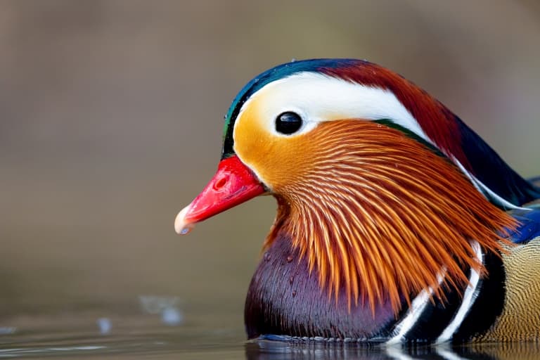 Mandarin duck, colorful bird!