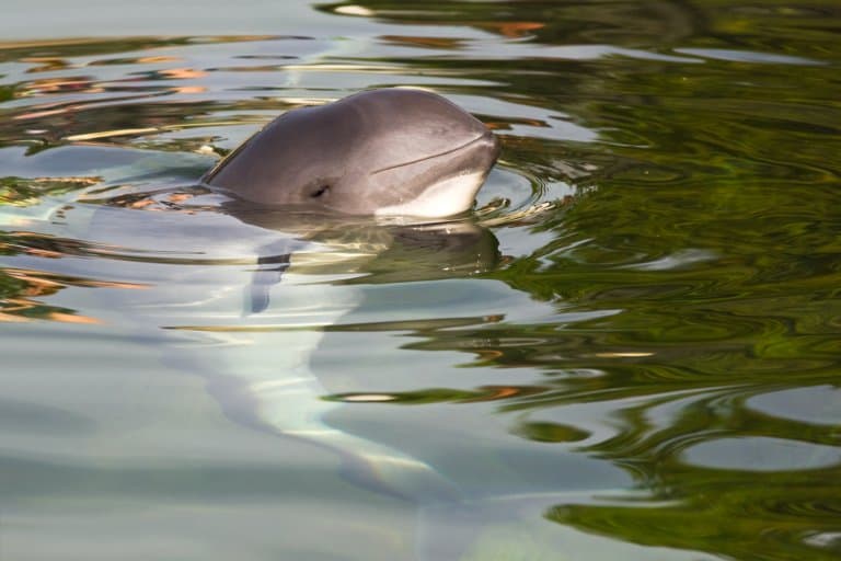 Porpoise Facts