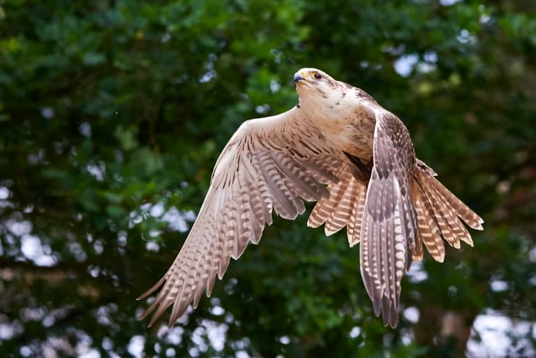 Saker Falcon flying