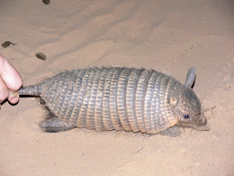 Screaming Hairy Armadillo in the sand
