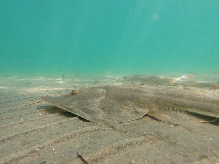 shovelnose guitarfish hiding in sand 