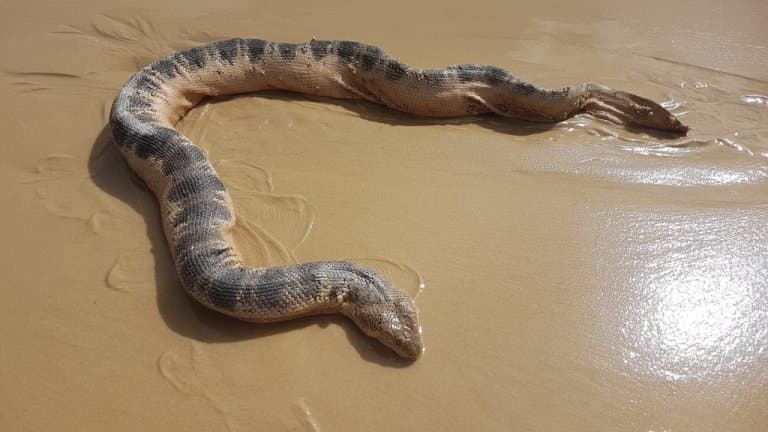 Stoke’s Sea Snake