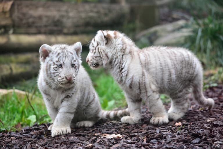 White Tiger cubs
