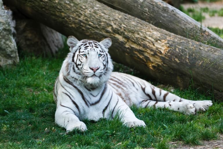 White Tiger Facts: Secrets of the Snowy Jungle Kings –