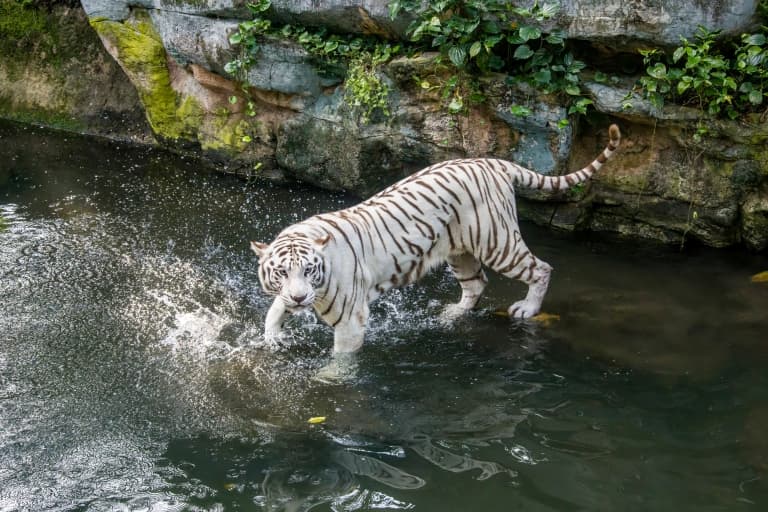 White Tiger splashing in water