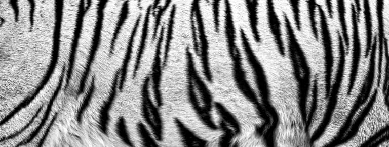 White Tiger Stripes