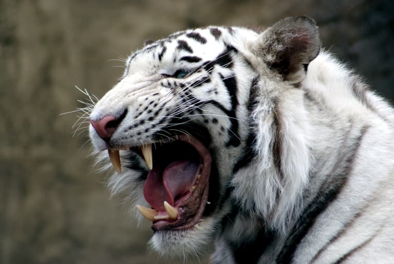 White Tiger teeth
